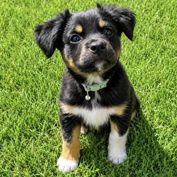 English Setter and Australian Shepherd Dogs Available for Adoption in Shakopee, Minnesota - Maverick | PetCurious