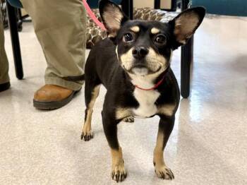 HANS -  Chihuahua and Mixed Breed Dog for Adoption in Santa Rosa, California - HANS | PetCurious