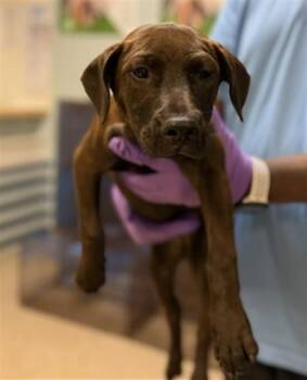 Labrador Retriever and Mixed Breed Dogs Available for Adoption in Doral, Florida - PENNY | PetCurious
