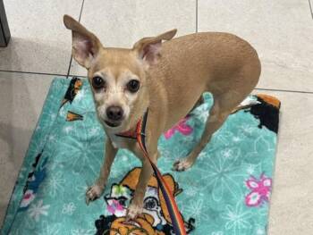 CHLOE -  Chihuahua Dog for Adoption in Rowlett, Texas - CHLOE | PetCurious