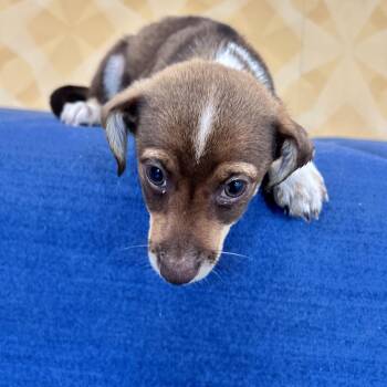 Burrito -  Chihuahua Dog for Adoption in Bethel, Connecticut - Burrito | PetCurious