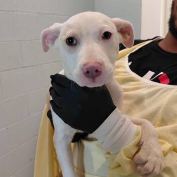 American Bulldog Dogs Available for Adoption in Loxahatchee Groves, Florida - Speck 5007 | PetCurious