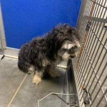 Mixed Breed Dogs Available for Adoption in Dickinson, Texas - Masie | PetCurious