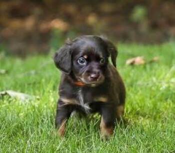 Acadia -  Dachshund Dog for Adoption in Cumming, Georgia - Acadia | PetCurious
