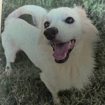 Yogi 9988 -  Chihuahua and Mixed Breed Dog for Adoption in Loxahatchee Groves, Florida - Yogi 9988 | PetCurious