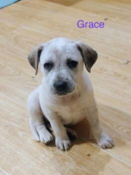 Labrador Retriever Dogs Available for Adoption in Welling, Oklahoma - Grace | PetCurious