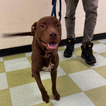 Norris -  Mixed Breed Dog for Adoption in Philadelphia, Pennsylvania - Norris | PetCurious