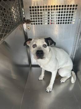 Rescue Mixed Breed Dogs for Adoption in Fort Worth, Texas - 59787252 | PetCurious