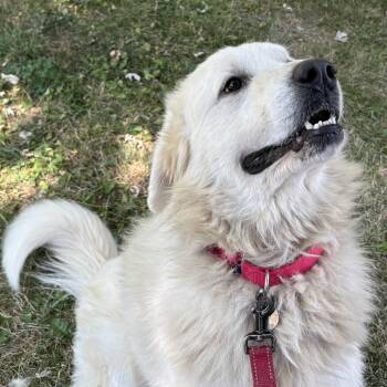 Rescue Great Pyrenees Dogs for Adoption in Indianapolis, Indiana - Ragnarök - New To Rescue - Sweet Boy - Needs Foster | PetCurious