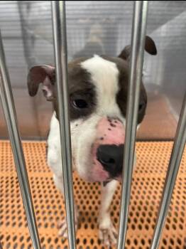 Pit Bull Terrier Dogs Available for Adoption in Henderson, North Carolina - Pitman | PetCurious