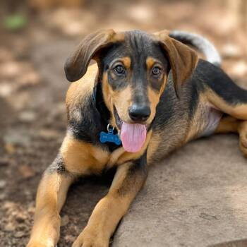 Briggs -  Hound and Retriever Dog for Adoption in Boerne, Texas - Briggs | PetCurious