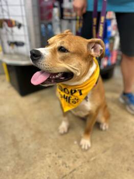 Magenta -  Staffordshire Bull Terrier Dog for Adoption - Magenta | PetCurious