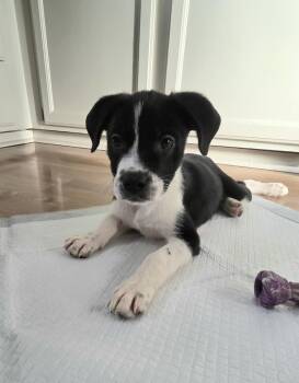Goblin -  Boston Terrier Dog for Adoption - Goblin | PetCurious