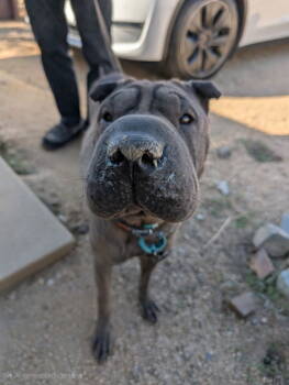 Rescue Shar Pei Dogs for Adoption in Lake Forest, California - Darlene | PetCurious