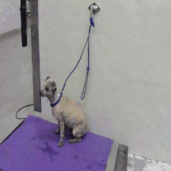 Chihuahua Dogs Available for Adoption in Park Row, Texas - Beyonce | PetCurious