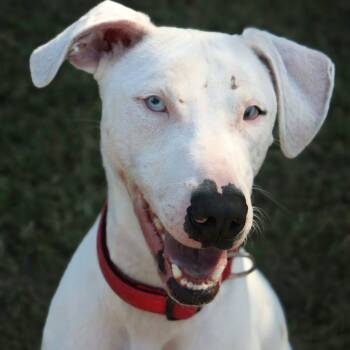 Seymour -  Catahoula Leopard Dog Dog for Adoption in Lakeland, Florida - Seymour | PetCurious