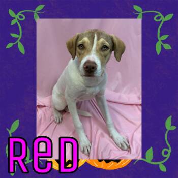Red -  Labrador Retriever and Mixed Breed Dog for Adoption in Royse City, Texas - Red | PetCurious