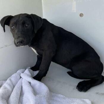 Labrador Retriever and Pit Bull Terrier Dogs Available for Adoption in Silsbee, Texas - Crown Jewel #A-141463 | PetCurious