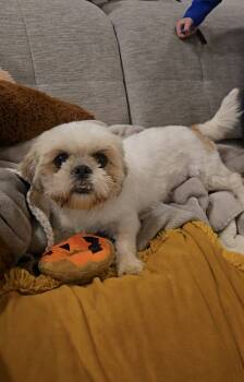 Rescue Shih Tzu Dogs for Adoption in Plymouth, Michigan - Cee Dee | PetCurious