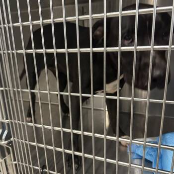 Calli -  Pit Bull Terrier Dog for Adoption in Greensboro, North Carolina - Calli | PetCurious