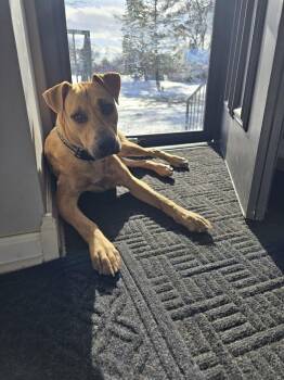Mountain Cur Dogs Available for Adoption - Slim Sadie(26-031 D) | PetCurious