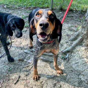 Rescue Bluetick Coonhound Dogs for Adoption in Lyndhurst, Virginia - Reeza | PetCurious