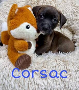 Labrador Retriever Dogs Available for Adoption in Newport, Kentucky - Corsac | PetCurious
