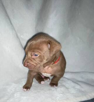 JAX -  Pit Bull Terrier and Mastiff Dog for Adoption in Discovery Bay, California - JAX | PetCurious