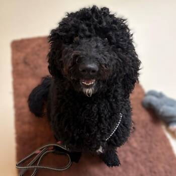 Goldendoodle Dogs Available for Adoption in Columbia, Maryland - Nico- #51221 | PetCurious