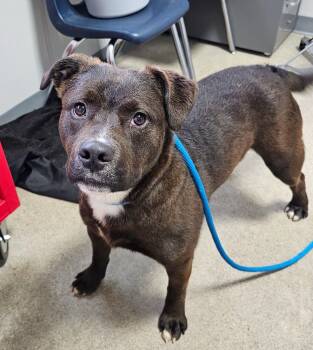 Rescue American Bully Dogs for Adoption in Fort Madison, Iowa - Tank | PetCurious