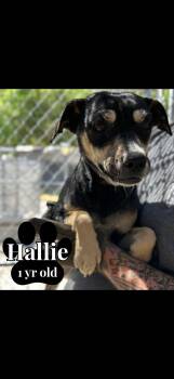 Chihuahua Dogs Available for Adoption in Seaside Heights, New Jersey - Hallie | PetCurious