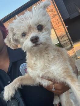 STARLA -  Mixed Breed Dog for Adoption in Dallas, Texas - STARLA | PetCurious