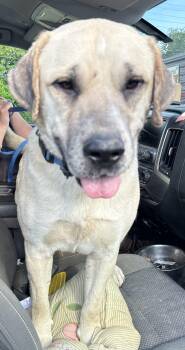 Rescue Mixed Breed Dogs for Adoption in Bruce, Mississippi - Bandit | PetCurious