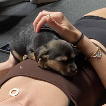 Border Terrier Dogs Available for Adoption in Escondido, California - Cedar | PetCurious