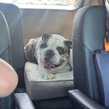 Muffin -  English Bulldog Dog for Adoption in Turlock, California - Muffin | PetCurious