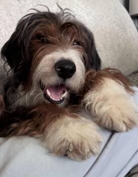 Aussiedoodle Dogs Available for Adoption in Saratoga Springs, New York - Ollie | PetCurious