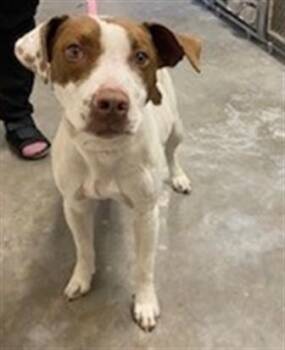 Pit Bull Terrier Dogs Available for Adoption - MAVIS | PetCurious