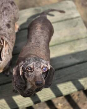 Serenity -  Dachshund and Wirehaired Dachshund Dog for Adoption in New York, New York - Serenity | PetCurious
