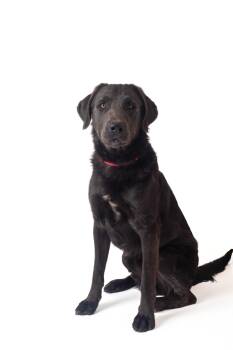 Bedford -  Labrador Retriever and German Shepherd Dog Dog for Adoption in Guthrie, Oklahoma - Bedford | PetCurious