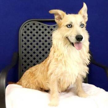 Corgi and Terrier Dogs Available for Adoption in Fort Davis, Texas - Melody | PetCurious