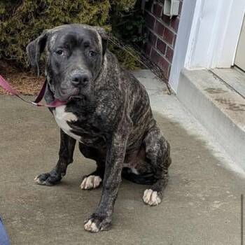 Ivy -  Cane Corso Dog for Adoption in Manchester, Pennsylvania - Ivy | PetCurious