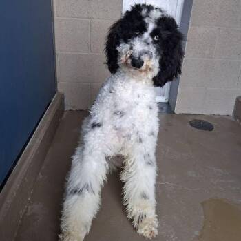 Poodle Dogs Available for Adoption - Whisper | PetCurious