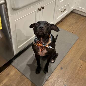 Emma -  Pit Bull Terrier and Mixed Breed Dog for Adoption in Pasadena, California - Emma | PetCurious