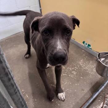 Sweet girl -  Mixed Breed Dog for Adoption in Columbiana, Alabama - Sweet Girl | PetCurious