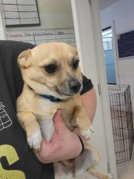 Daisy -  Mixed Breed Dog for Adoption in Harbor Springs, Michigan - Daisy | PetCurious