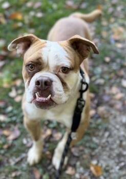 Sparky -  Bulldog Dog for Adoption in Batavia, Ohio - Sparky | PetCurious