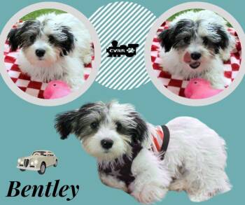 Bentley (Posh Puppy) -  Havanese Dog for Adoption in Lindsay, California - Bentley (Posh Puppy) | PetCurious