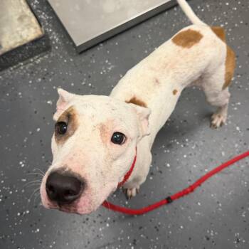 Big Mac -  Mixed Breed Dog for Adoption in Columbiana, Alabama - Big Mac | PetCurious