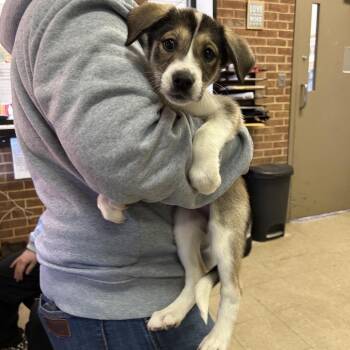 Husky Dogs Available for Adoption - Winnie | PetCurious