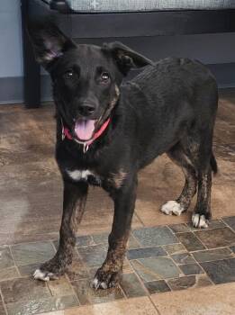 Treble -  Australian Cattle Dog Blue Heeler Dog for Adoption in Cottonwood, Arizona - Treble | PetCurious